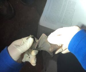 Istraživanje šišmiša – udruga BIUS