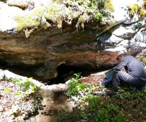 Monitoring euroazijskog risa